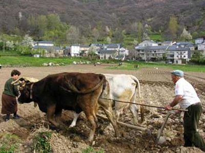 intermediario